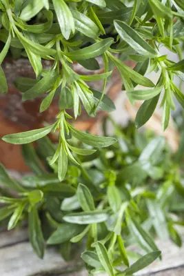 Satureja hortensis (Bonenkruid) - afbeelding 4
