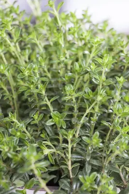 Satureja hortensis (Bonenkruid) - afbeelding 8