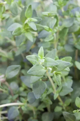 Satureja hortensis (Bonenkruid) - afbeelding 9
