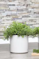 Satureja hortensis (Bonenkruid) - afbeelding 11