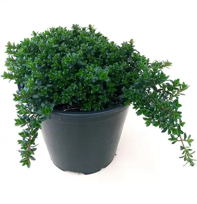 Satureja hortensis (Bonenkruid) - afbeelding 1