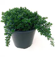 Satureja hortensis (Bonenkruid) - afbeelding 1