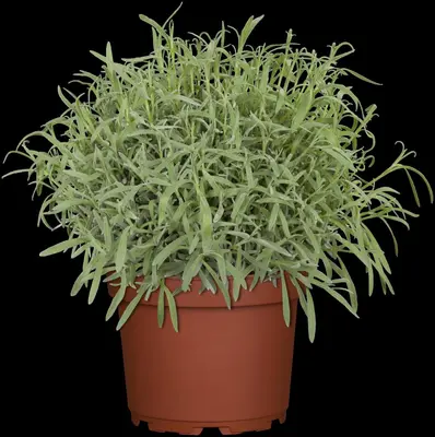 Satureja hortensis (Bonenkruid) - afbeelding 14