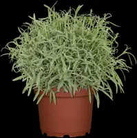 Satureja hortensis (Bonenkruid) - afbeelding 14