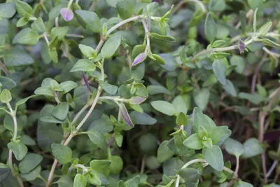 Satureja hortensis (Bonenkruid) - afbeelding 6