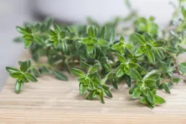 Satureja hortensis (Bonenkruid) - afbeelding 7