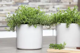 Satureja hortensis (Bonenkruid) - afbeelding 10