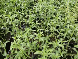 Satureja hortensis (Bonenkruid) - afbeelding 15