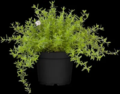 Satureja hortensis (Bonenkruid) - afbeelding 12