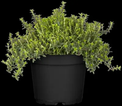 Satureja hortensis (Bonenkruid) - afbeelding 13