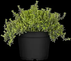 Satureja hortensis (Bonenkruid) - afbeelding 13