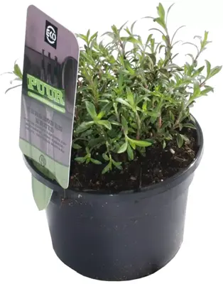 Satureja montana (Bergbonenkruid) 15cm - afbeelding 2