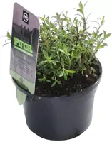 Satureja montana (Bergbonenkruid) 15cm - afbeelding 2