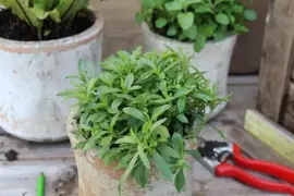 Satureja montana (Bergbonenkruid) 15cm - afbeelding 3