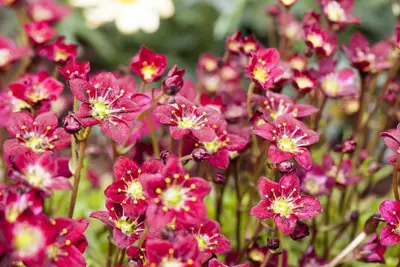 Saxifraga arendsii 'Purpurteppich' (Mossteenbreek) - afbeelding 2