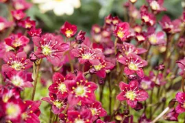 Saxifraga arendsii 'Purpurteppich' (Mossteenbreek) - afbeelding 2