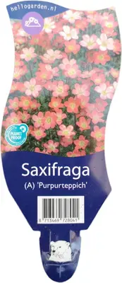 Saxifraga arendsii 'Purpurteppich' (Mossteenbreek) - afbeelding 1