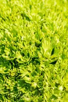 Saxifraga arendsii 'Purpurteppich' (Mossteenbreek) - afbeelding 4