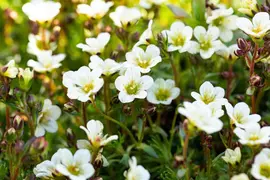Saxifraga arendsii 'Schneeteppich' (Mossteenbreek) - afbeelding 2
