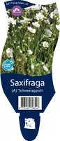 Saxifraga arendsii 'Schneeteppich' (Mossteenbreek) kopen?