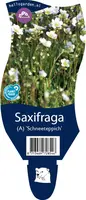 Saxifraga arendsii 'Schneeteppich' (Mossteenbreek) - afbeelding 1