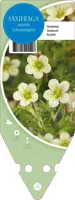 Saxifraga Arendsii Schneeteppich (Steenbreek) - afbeelding 1