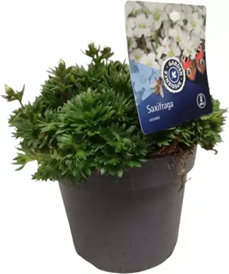 Saxifraga arendsii wit (Steenbreek) 15 cm - afbeelding 1