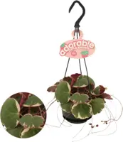 Saxifraga stolonifera 'Tricolor' (Moederplant) 15cm - afbeelding 1