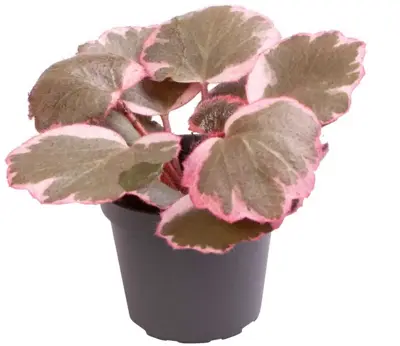 Saxifraga Variegata (Moederplant) 10cm - afbeelding 1