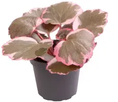 Saxifraga Variegata (Moederplant) 10cm - afbeelding 1
