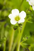 Saxifraga x arendsii, weiß (Mossteenbreek) - afbeelding 5
