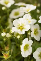 Saxifraga x arendsii, weiß (Mossteenbreek) - afbeelding 12