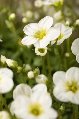 Saxifraga x arendsii, weiß (Mossteenbreek) - afbeelding 13