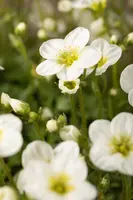 Saxifraga x arendsii, weiß (Mossteenbreek) - afbeelding 13