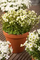 Saxifraga x arendsii, weiß (Mossteenbreek) - afbeelding 14