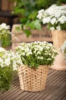 Saxifraga x arendsii, weiß (Mossteenbreek) - afbeelding 15