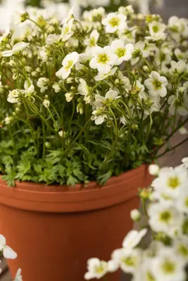 Saxifraga x arendsii, weiß (Mossteenbreek) - afbeelding 19
