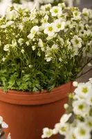 Saxifraga x arendsii, weiß (Mossteenbreek) - afbeelding 19