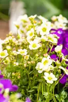 Saxifraga x arendsii, weiß (Mossteenbreek) - afbeelding 21