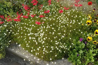 Saxifraga x arendsii, weiß (Mossteenbreek) - afbeelding 7