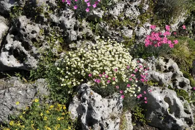 Saxifraga x arendsii, weiß (Mossteenbreek) - afbeelding 8