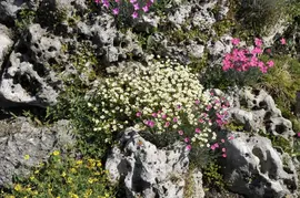 Saxifraga x arendsii, weiß (Mossteenbreek) - afbeelding 8
