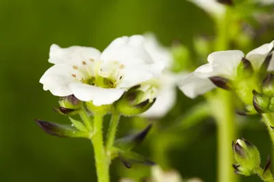 Saxifraga x arendsii, weiß (Mossteenbreek) - afbeelding 2