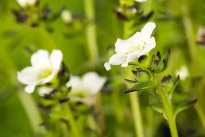 Saxifraga x arendsii, weiß (Mossteenbreek) - afbeelding 3