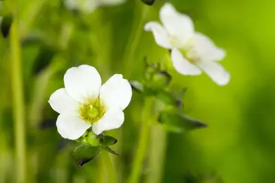 Saxifraga x arendsii, weiß (Mossteenbreek) - afbeelding 4