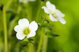 Saxifraga x arendsii, weiß (Mossteenbreek) - afbeelding 4