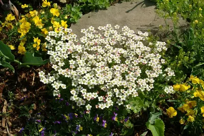 Saxifraga x arendsii, weiß (Mossteenbreek) - afbeelding 6