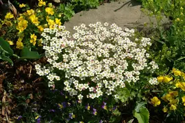 Saxifraga x arendsii, weiß (Mossteenbreek) - afbeelding 6