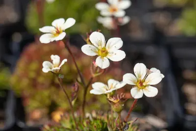 Saxifraga x arendsii, weiß (Mossteenbreek) - afbeelding 9