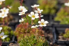 Saxifraga x arendsii, weiß (Mossteenbreek) - afbeelding 10